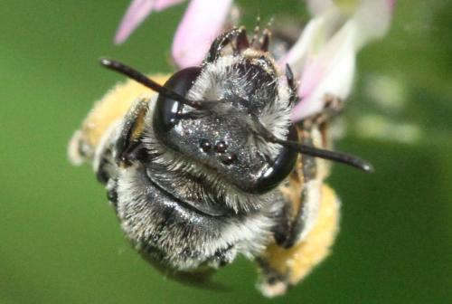 Réf. 322 803 : Andrena ovata